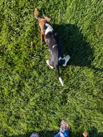 Male 3, a male Basset Hound for sale in Jerome, ID – 4 of 5