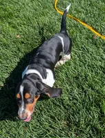 Buster , a male Basset Hound for sale in Jerome, ID – 10 of 10