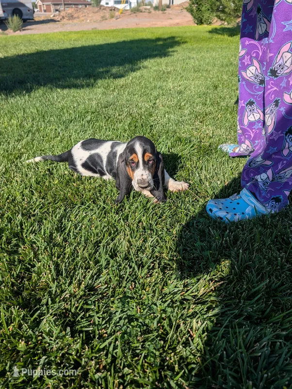 Male 7 – Basset Hound puppy for sale in Jerome, ID