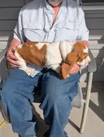 Female 3 , a female Basset Hound for sale in Jerome, ID – Photo 3 of 8