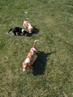 Female 3 , a female Basset Hound for sale in Jerome, ID – Photo 6 of 8