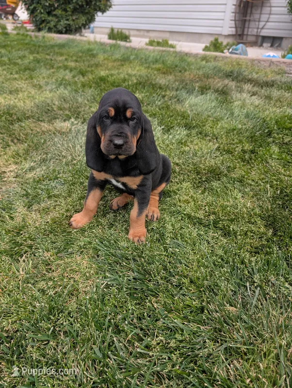 Pbf1 – Bloodhound puppy for sale in Jerome, ID