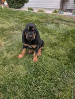 Pbf1, a female Bloodhound for sale in Jerome, ID – 1 of 4