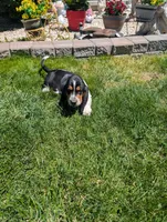 Male 2 , a male Basset Hound for sale in Jerome, ID – 7 of 7