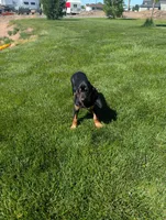 Pbf1 , a female Bloodhound for sale in Jerome, ID – 8 of 10
