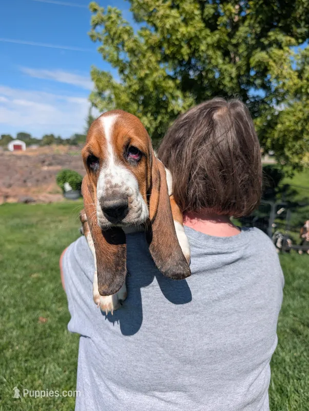 Male 3 – Basset Hound puppy for sale in Jerome, ID