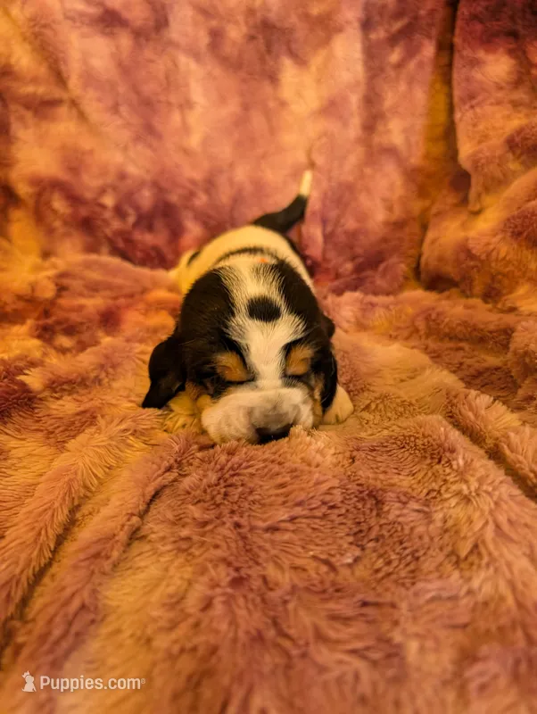 Male 1 – Basset Hound puppy for sale in Jerome, ID