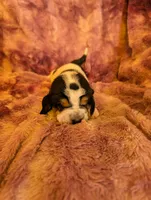 Male 1, a male Basset Hound for sale in Jerome, ID – 1 of 4