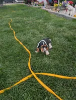 Female 2, a female Basset Hound for sale in Jerome, ID – 7 of 10