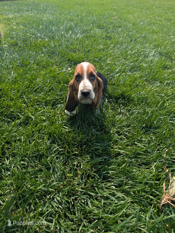 Male 3 – Basset Hound puppy for sale in Jerome, ID