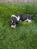 Male 2 , a male Basset Hound for sale in Jerome, ID – 5 of 8