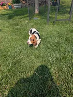 Male 4, a male Basset Hound for sale in Jerome, ID – 2 of 10