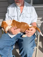 Female 3 , a female Basset Hound for sale in Jerome, ID – Photo 2 of 8