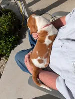 Female 3 , a female Basset Hound for sale in Jerome, ID – Photo 4 of 8