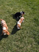 Female 3 , a female Basset Hound for sale in Jerome, ID – Photo 7 of 8