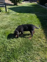 Pbf1 , a female Bloodhound for sale in Jerome, ID – 3 of 10