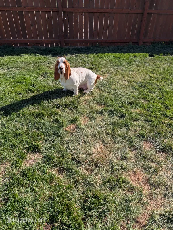 Lily and Homer , a  Basset Hound for sale in Jerome, ID – 1 of 2