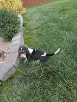 Female 2, a female Basset Hound for sale in Jerome, ID – 8 of 8