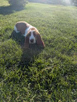 Female 3, a female Basset Hound for sale in Jerome, ID – 5 of 8