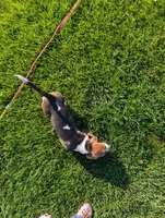 Male 1, a male Basset Hound for sale in Jerome, ID – 8 of 8