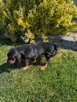 Pbf1 , a female Bloodhound for sale in Jerome, ID – 6 of 10