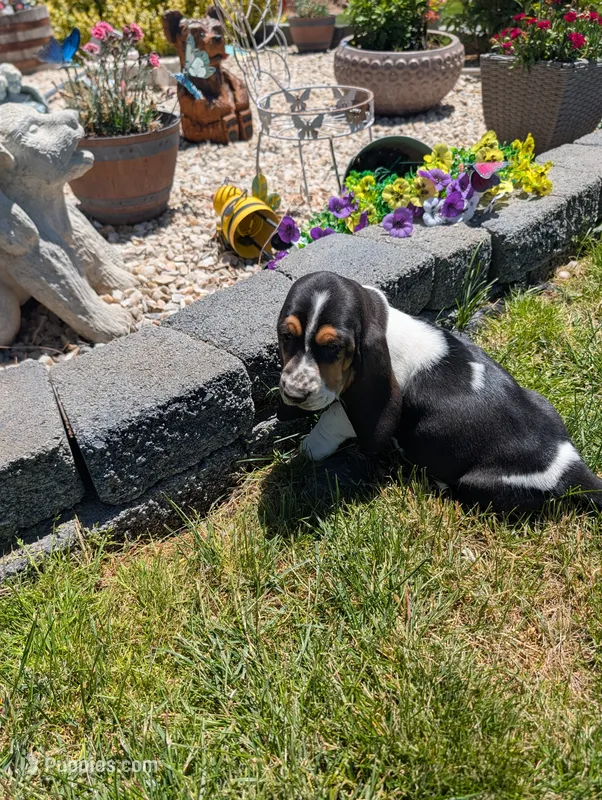 Female 2 – Basset Hound puppy for sale in Jerome, ID