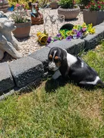 Female 2, a female Basset Hound for sale in Jerome, ID – 1 of 6