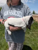 Female 1 , a female Basset Hound for sale in Jerome, ID – 3 of 4