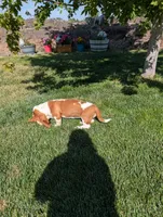 Female 3 , a female Basset Hound for sale in Jerome, ID – 8 of 10