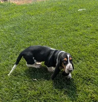 Male 6, a male Basset Hound for sale in Jerome, ID – 2 of 10