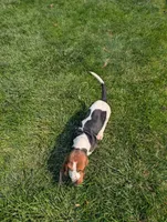 Male 2 , a male Basset Hound for sale in Jerome, ID – 4 of 9