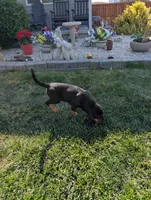 Pbf1 , a female Bloodhound for sale in Jerome, ID – 8 of 10