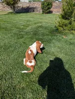 Female 3 , a female Basset Hound for sale in Jerome, ID – 10 of 10