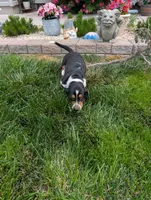 Male 2 , a male Basset Hound for sale in Jerome, ID – 8 of 10