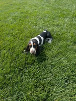 Male 7, a male Basset Hound for sale in Jerome, ID – 9 of 10