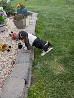 Female 2, a female Basset Hound for sale in Jerome, ID – 10 of 10