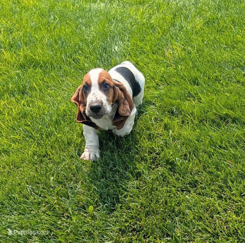 Male 4 – Basset Hound puppy for sale in Jerome, ID
