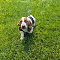 Male 4, a male Basset Hound for sale in Jerome, ID – 1 of 10