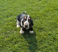Male 6, a male Basset Hound for sale in Jerome, ID – 1 of 10