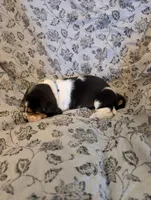 Female 2, a female Basset Hound for sale in Jerome, ID – 2 of 4