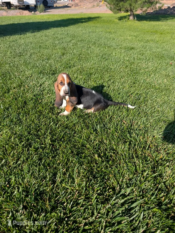Male 3 – Basset Hound puppy for sale in Jerome, ID
