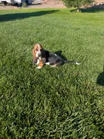 Male 3, a male Basset Hound for sale in Jerome, ID – 1 of 5