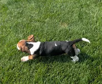 Male 3, a male Basset Hound for sale in Jerome, ID – 4 of 9
