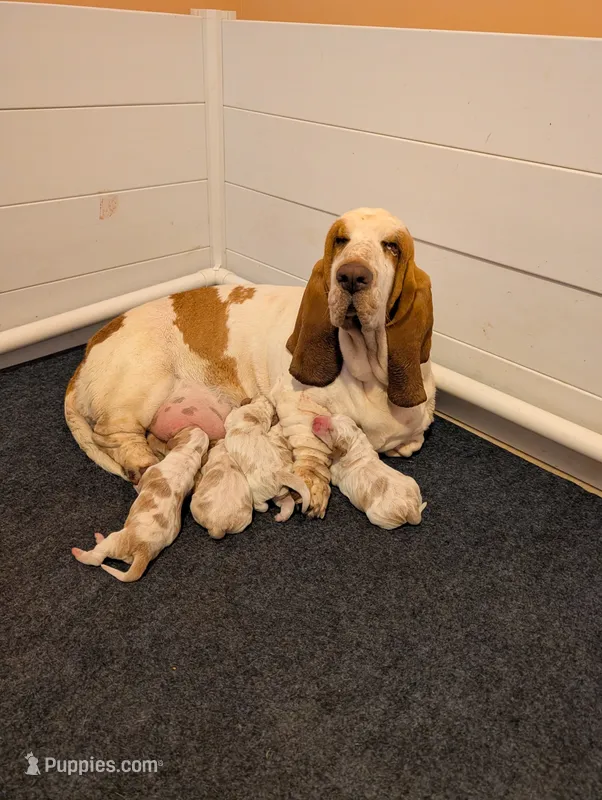 Lily, a female Basset Hound for sale in Jerome, ID – 1 of 1