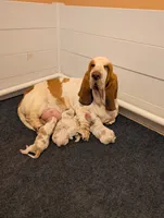 Lily, a female Basset Hound for sale in Jerome, ID – 1 of 1