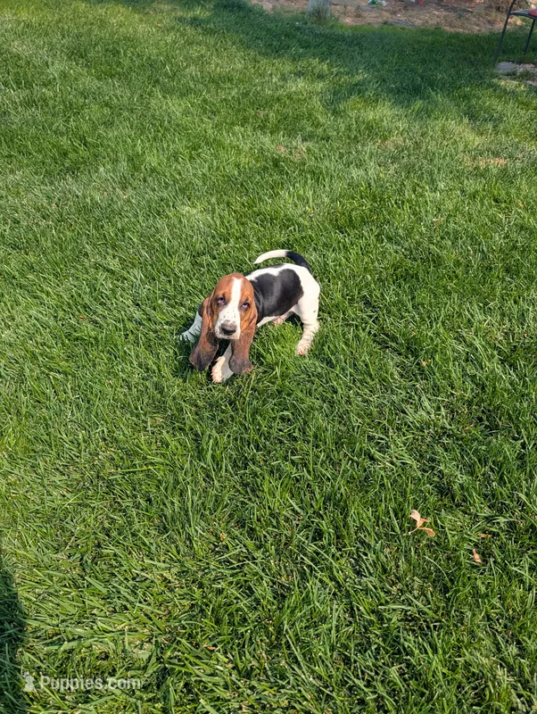 Male 2  – Basset Hound puppy for sale in Jerome, ID