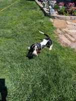 Female 2, a female Basset Hound for sale in Jerome, ID – 7 of 10