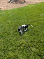 Female 2 , a female Basset Hound for sale in Jerome, ID – 3 of 10