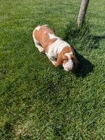 Female 3 , a female Basset Hound for sale in Jerome, ID – 6 of 10