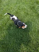 Female 2 , a female Basset Hound for sale in Jerome, ID – 7 of 10
